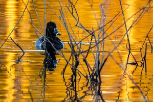 Ring-necked Duck, Amongst the Branches