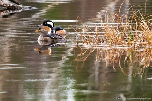 Hooded Mergansers, Winter Day