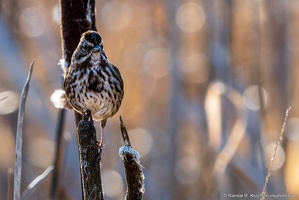 Song Sparrow, Brody Pond Nature Preserve