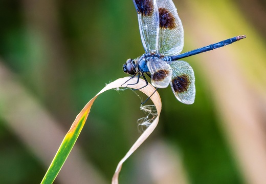 Dragonfly, St. Marks National Wildlife Refuge, Curved Grass