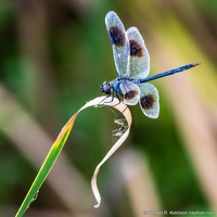 Dragonfly, St. Marks National Wildlife Refuge, Curved Grass