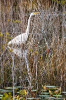 Great Egret in Puddin Head Lake Amongst the Grasses