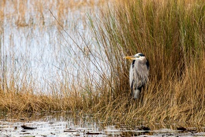 Great Blue Heron, St. Marks National Wildlife Refuge, Amongst the Grass