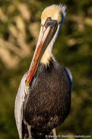 Brown Pelican at Lake Lorraine at Sunset