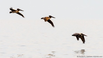 Brown Pelicans Soaring Over Apalachee Bay