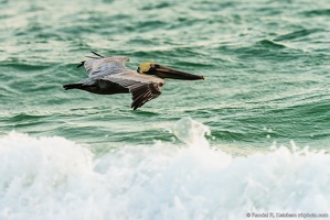 Brown Pelican Sailing, Okaloosa Island