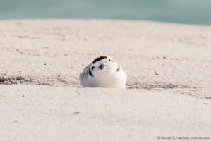 Piping Plover, Feeling the Groove, Okaloosa Island