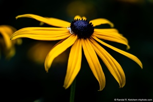 Flower Crab Spider Crouching on a Black-eyed Susan