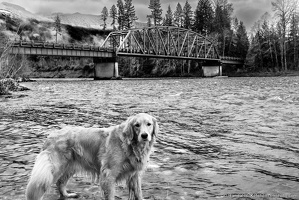 Josie at the Sauk River Bridge
