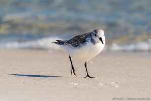 Western Sandpiper, Okaloosa Island