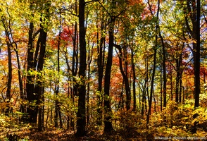 Vogel Overlook, Bear Hair Gap Trail, Fall Color
