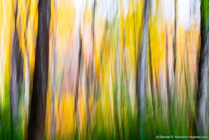 Fall Color Abstract, DeSoto Falls Recreation Area, Bright Trees