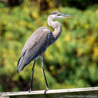 Great Blue Heron, On the Boardwalk