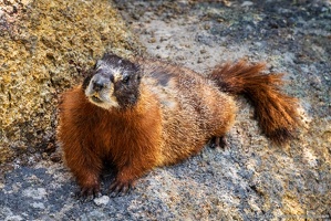 Curious Black-capped Marmot along the Gibbon River