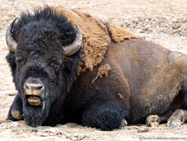 Bison Staring at Black Dragon's Caldron