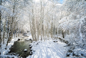 Coal Creek, Snowy Trees, Winter Glow