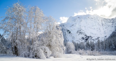 Snowy Tree Grove, Big Four Mountain, Setting Sun, Crisp
