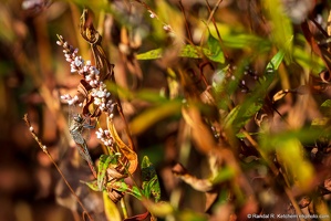 Dragonfly on Swamp Smartweed