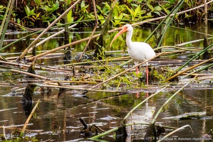 American White Ibis, St. Marks National Wildlife Refuge