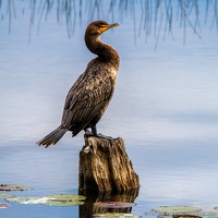 Double-creseted Cormorant, St. Marks National Wildlife Refuge, Surveying the Marsh
