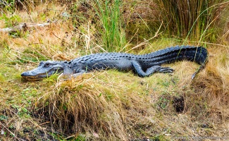American Alligator, St. Marks National Wildlife Refuge, Basking