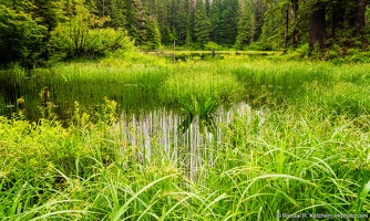 Myrtle Lake, Grass and Trees