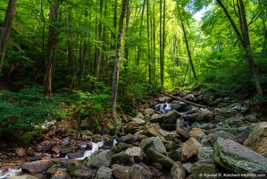 Amicalola Falls State Park Trail, Morning Light