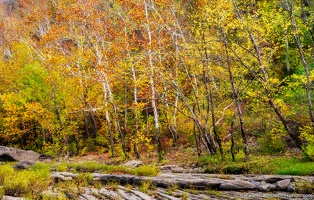 New River Fall Trees