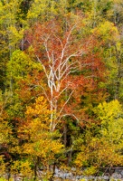 New River Fall Sentinal