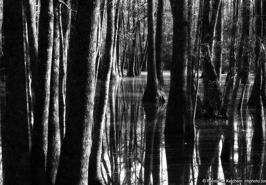 Bob Hatchet Swamp, Trees, Orton