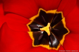 Tulip Star