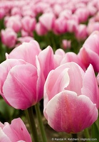 Field of Pink Tulips