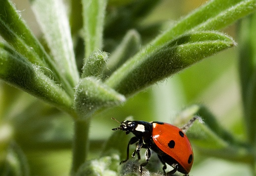 Ladybird Beetle Hunting on Lupine