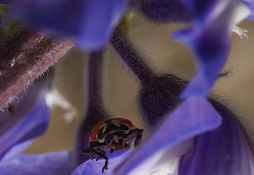 Ladybird Beetle Hiding on Lupine Flower