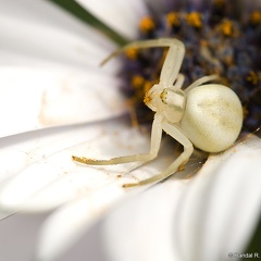 Flower Crab Spider, Guarding the Web