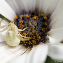 Flower Crab Spider, Spooked