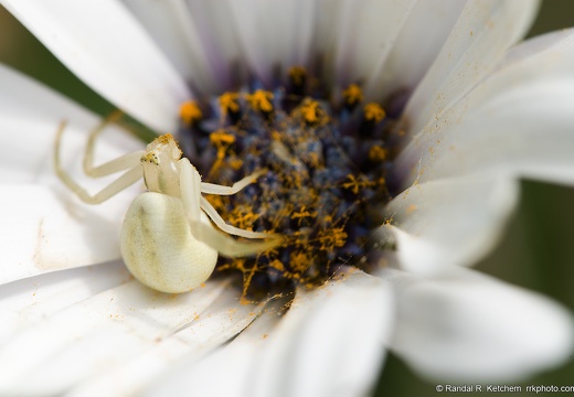 Flower Crab Spider, Spooked
