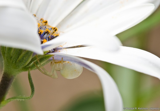 Flower Crab Spider, Hiding