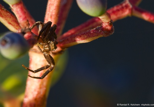Spider on Berry Bush