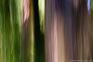 Two Cedars in the Woods, Arboretum