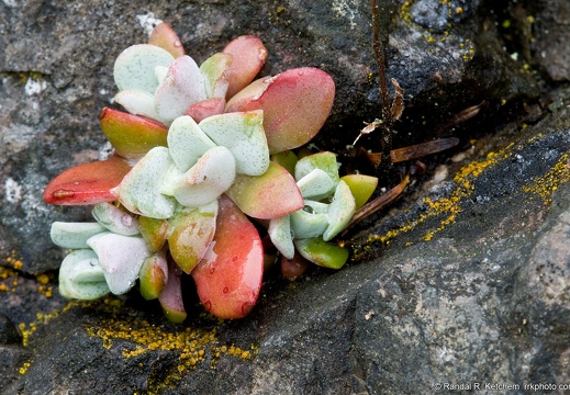 Patch of Broad-Leaved Stonecrop, Sedum spathulifolium, on a Rock on Goose Rock at Deception Pass