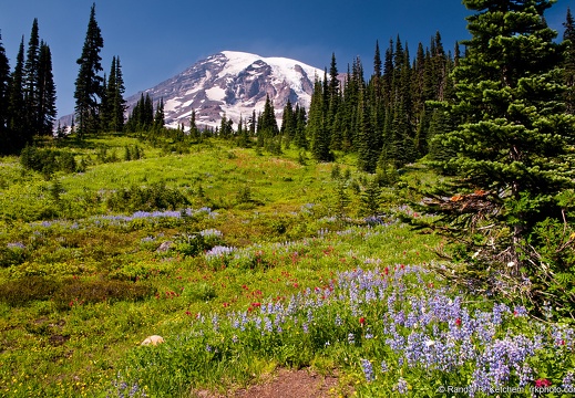 Mount Rainier, Flower Meadow