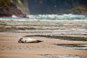 Seal at Cape Lookout, Resting