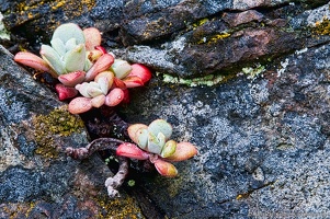 Sprigs of Broad-Leaved Stonecrop, Sedum spathulifolium, on a Rock on Goose Rock at Deception Pass