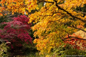 Woodland Garden, Washington Park Arboretum