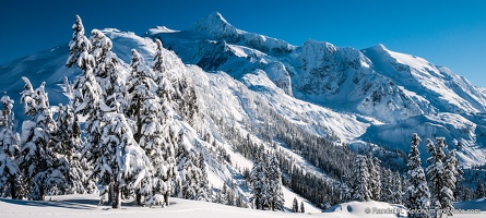 Mount Shuksan, Snow Trees