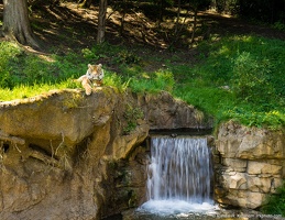 Tiger Over Waterfall, Point Defiance Zoo