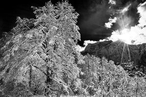 Large Snowy Tree, Big Four Mountain, Setting Sun