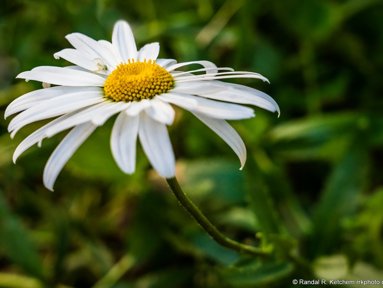 Flower Crab Spider on a White Daisy