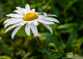 Flower Crab Spider on a White Daisy